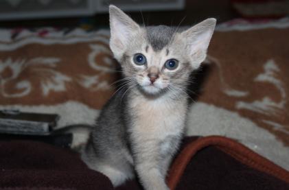 Абиссинской котёнок голубого окраса