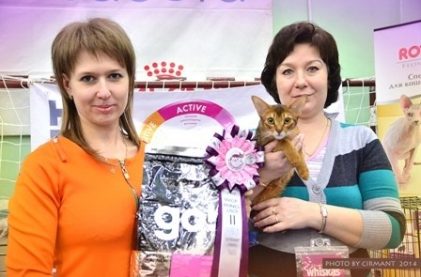 Дебют наших молодых абиссинчиков