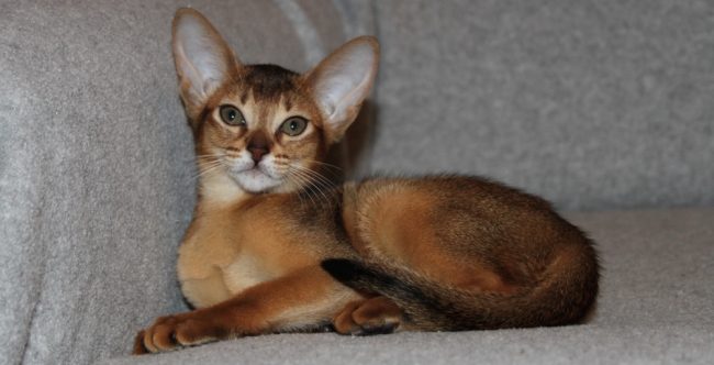 Всё необходимое для котёнка