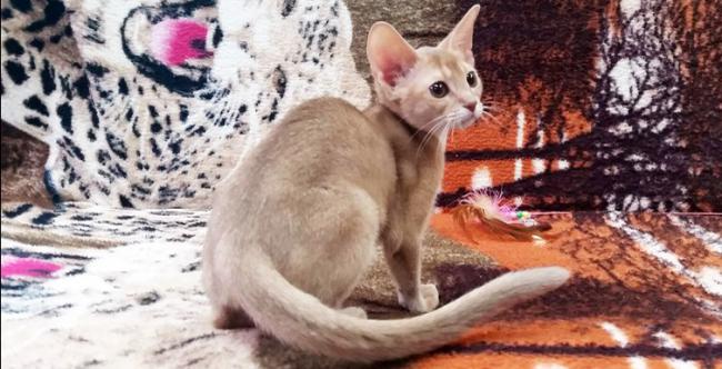 Абиссинский котёнок дикого окраса