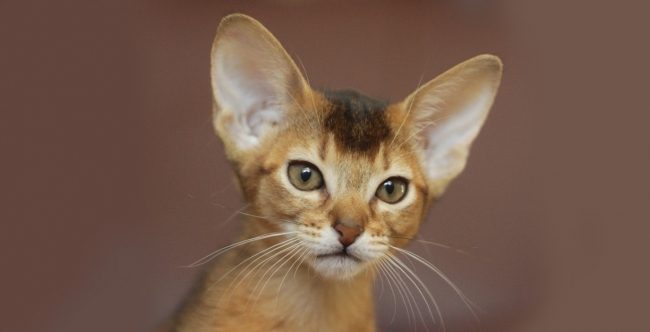 Абиссинские котята различных окрасов