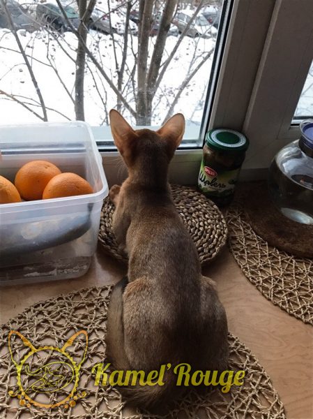 Отзывы о нашем питомнике
