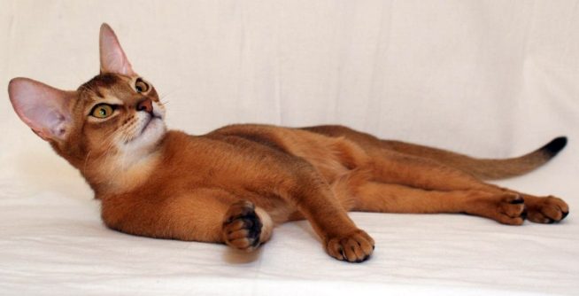 ALMON-DILAEM DEYO-GINGER WILD