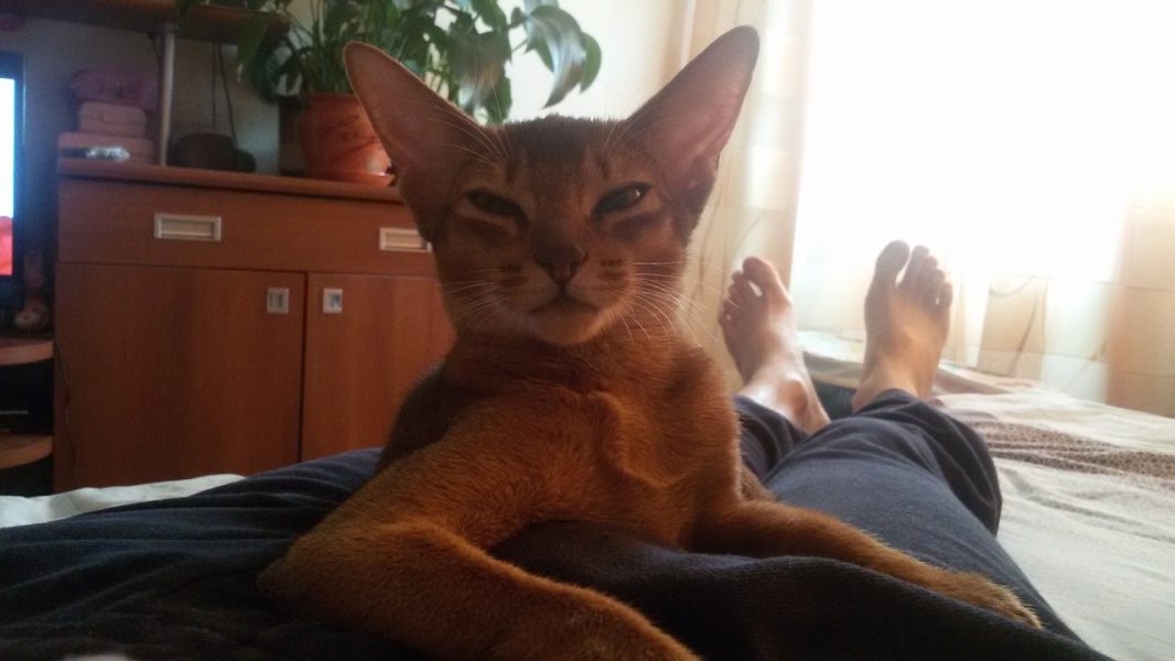 Отзывы о нашем питомнике