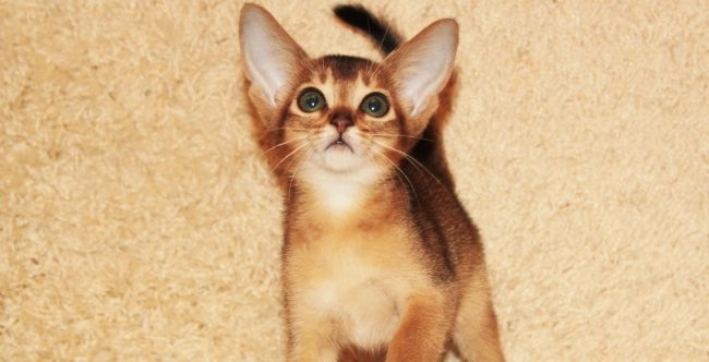 Воспитание котёнка