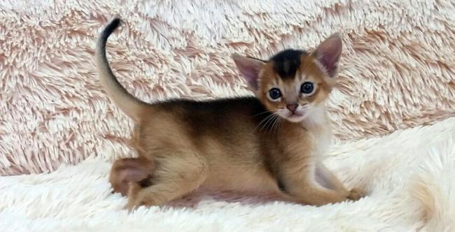 В питомнике пополнение! У нас родились котята!