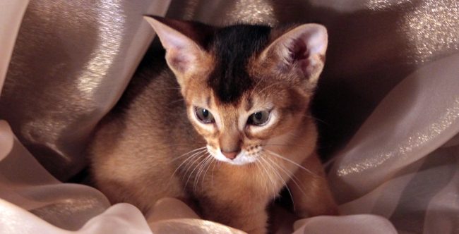 Ветеринарные диеты для кошек