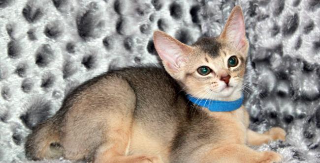 Продажа абиссинских котят