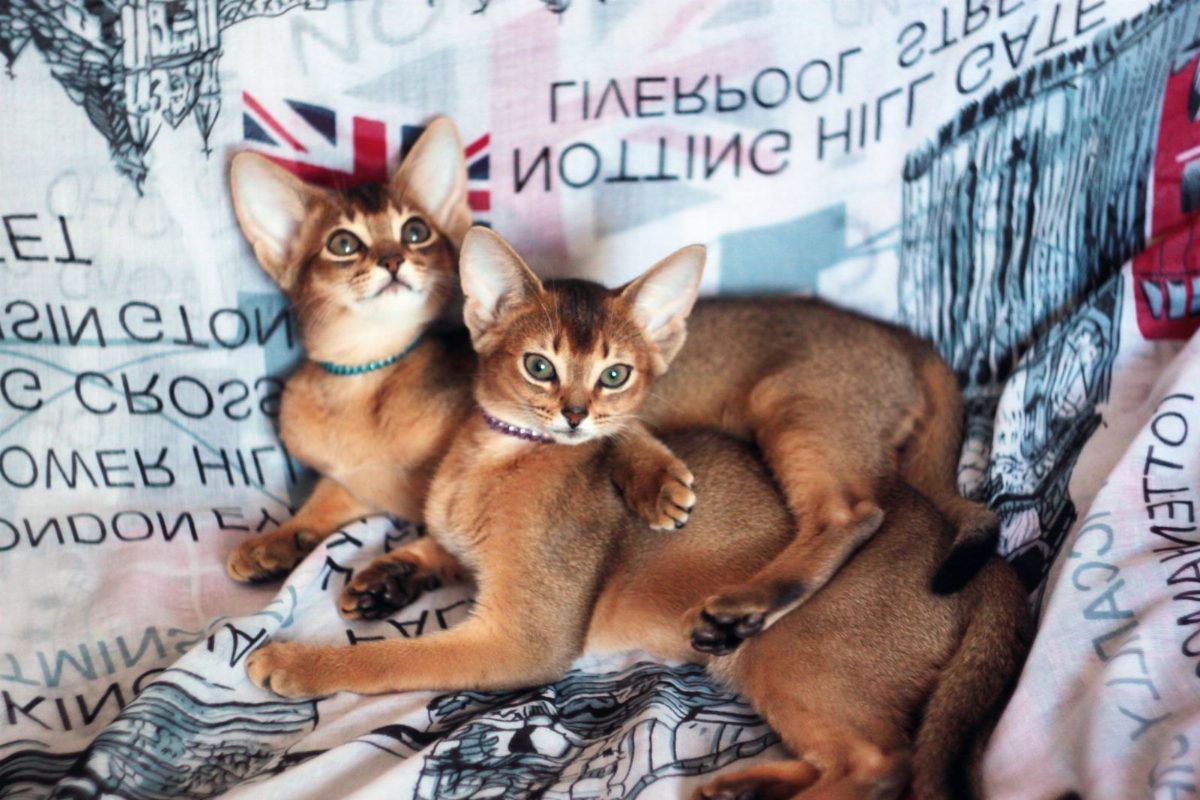 Стоимость абиссинского котёнка