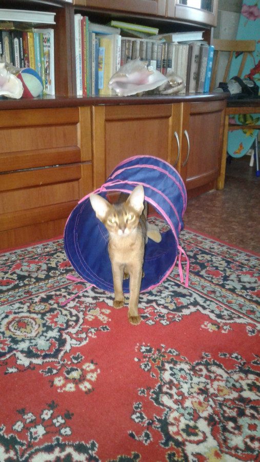 Отзывы о нашем питомнике