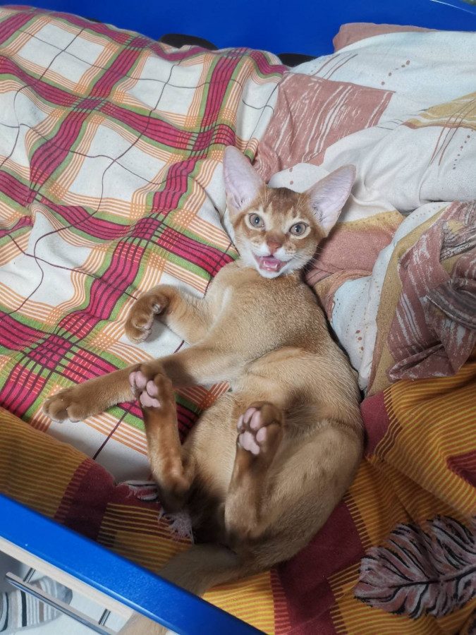 Отзывы о нашем питомнике